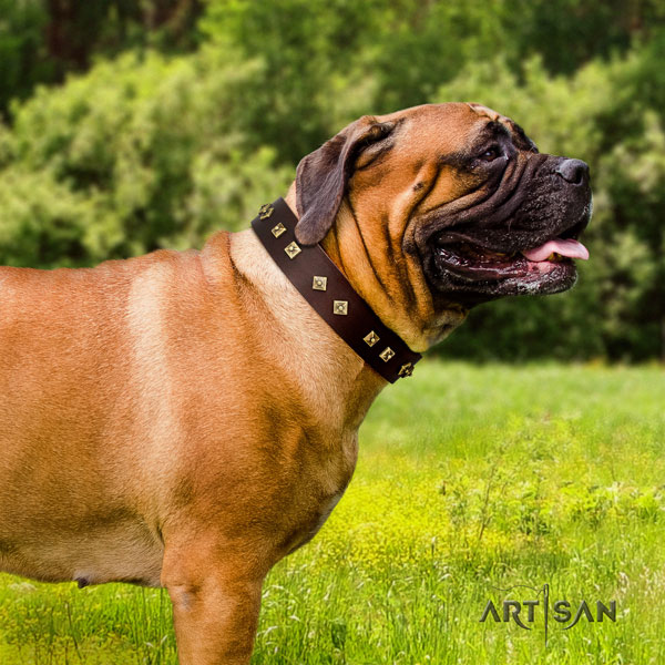 Bullmastiff decorated full grain natural leather dog collar for your impressive canine