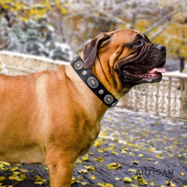 Bullmastiff adorned full grain genuine leather dog collar for your stylish four-legged friend
