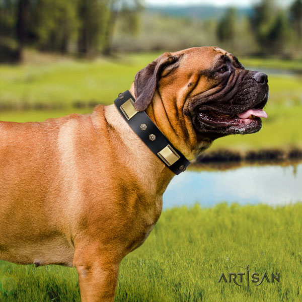 Bullmastiff studded full grain leather dog collar for your stylish dog