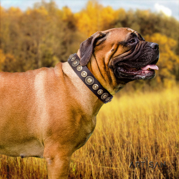 Bullmastiff adorned full grain natural leather dog collar for your impressive pet