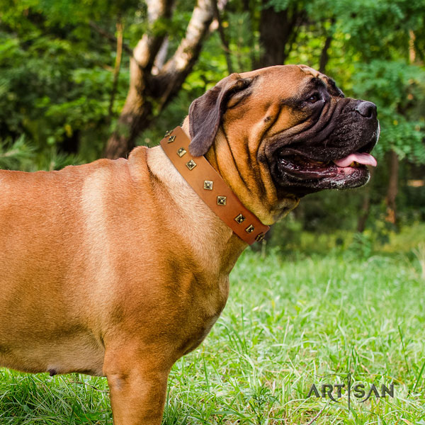 Bullmastiff studded genuine leather dog collar for your handsome canine