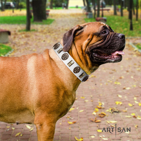 Bullmastiff walking full grain genuine leather collar with studs for your four-legged friend