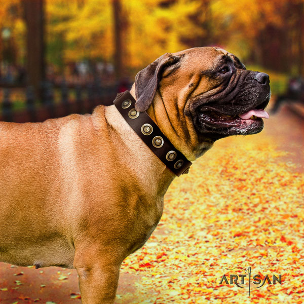 Bullmastiff basic training full grain leather collar with studs for your four-legged friend