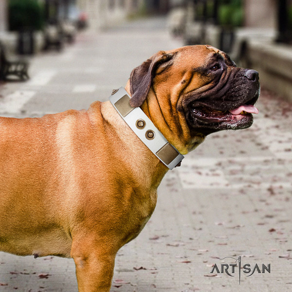 Bullmastiff comfy wearing natural leather collar with studs for your four-legged friend