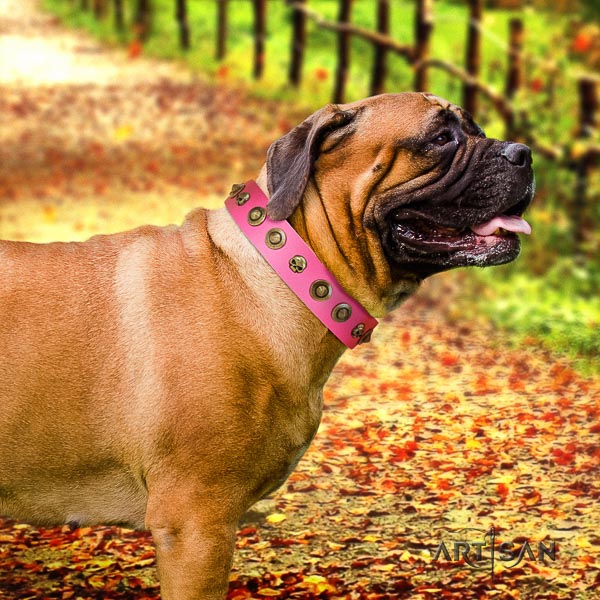 Bullmastiff basic training full grain genuine leather collar with studs for your doggie