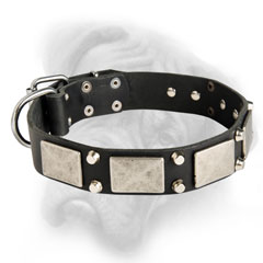 Bullmastiff quality leather dog collar with nickel decorations