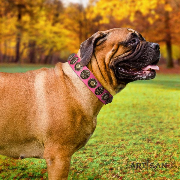 Bullmastiff basic training full grain leather collar with adornments for your four-legged friend
