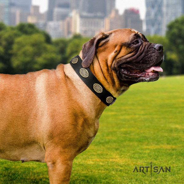 Bullmastiff studded genuine leather dog collar for your beautiful canine