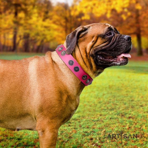 Bullmastiff impressive full grain genuine leather collar with adornments for your canine