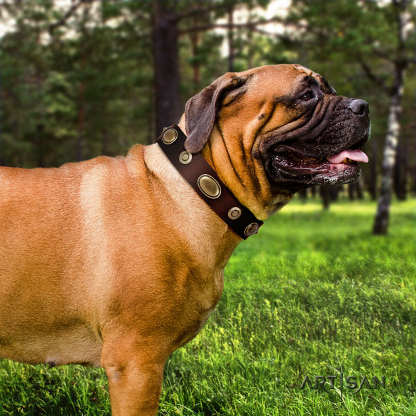 Bullmastiff full grain genuine leather dog collar with adornments for your lovely canine