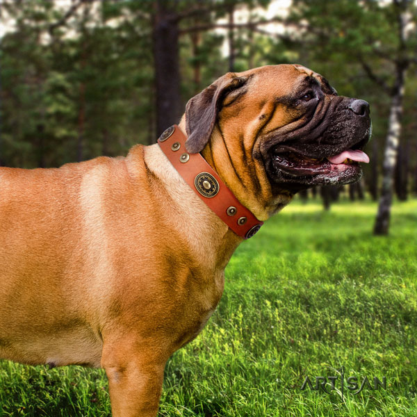 Bullmastiff embellished full grain natural leather dog collar for your stylish pet