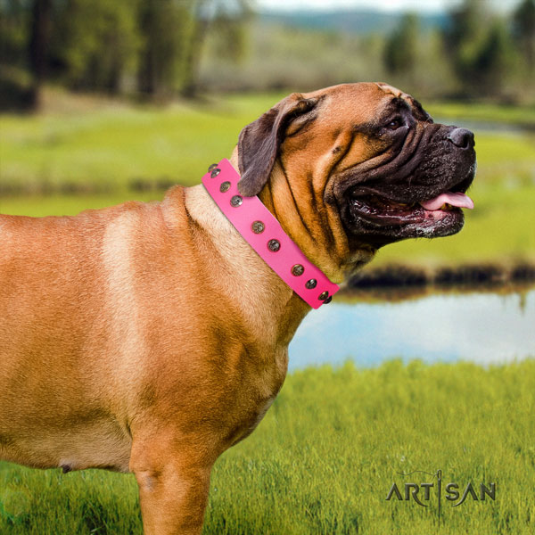 Bullmastiff embellished full grain leather dog collar for your attractive dog