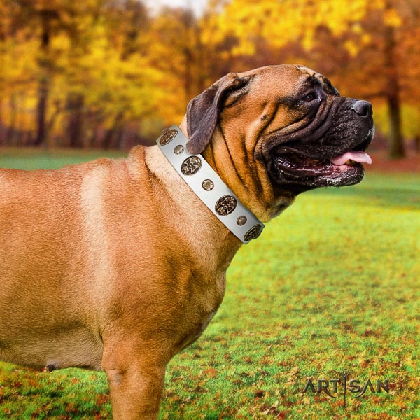 Bullmastiff everyday walking genuine leather collar with studs for your pet
