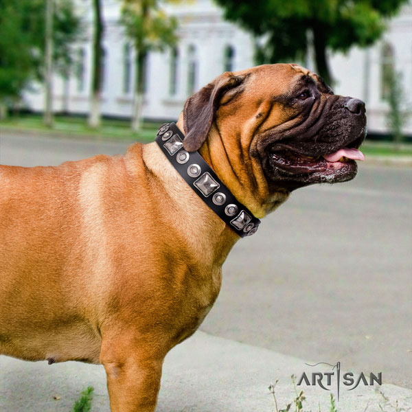 Bullmastiff embellished full grain natural leather dog collar for your attractive canine