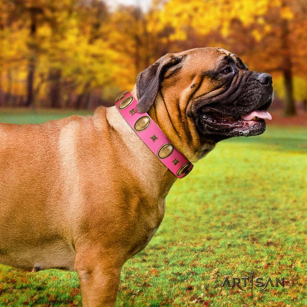 Bullmastiff trendy genuine leather dog collar with embellishments for everyday walking