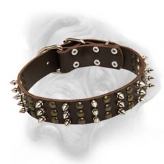 Bullmastiff decorated collar