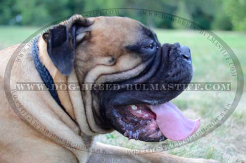 Bullmastiff Leather choke collar