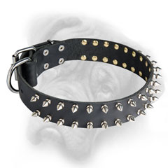  Bullmastiff breed collar of leather 