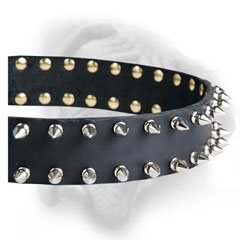 Bullmastiff collar decorated with spikes