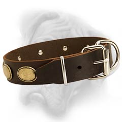 Bullmastiff stylish collar