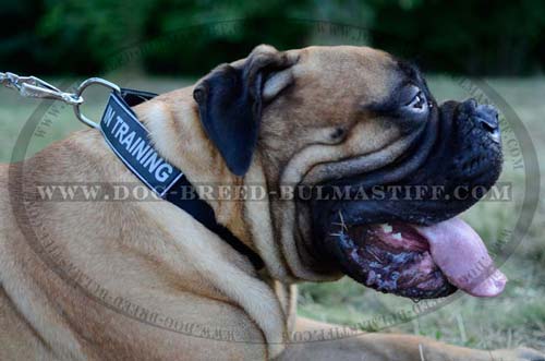 Comfy nylon dog collar for Bullmastiff