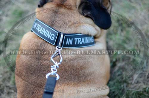 Bullmastiff strong nylon collar