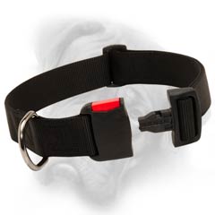 Bullmastiff strong nylon collar