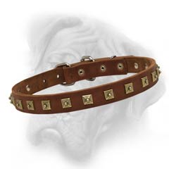 Bullmastiff studded collar