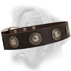 Bullmastiff dog collar rivted