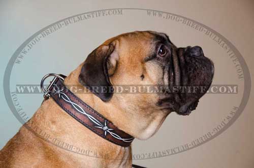 Exclusively designed Bullmastif Dog Collar