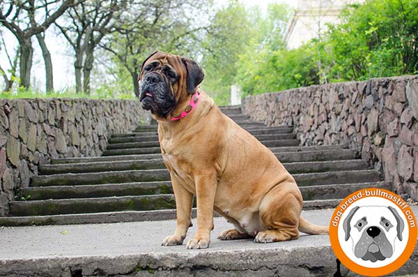 Amazing  Leather Bullmastiff Collar in Fashionable Pink