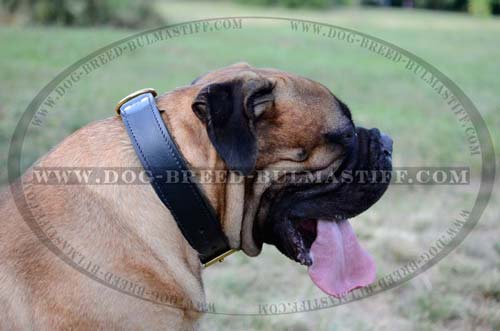 Bullmastiff breed leather collar