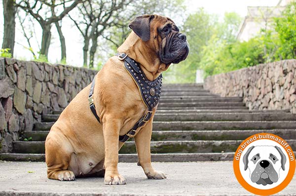 Dainty Leather Bullmastiff Harness with Adjustable Straps