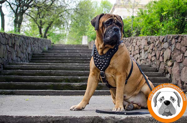 Walking Leather Bullmastiff Harness with Spikes