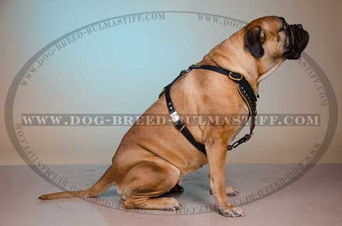 Cool Bullmastiff Dog Leather Harness 