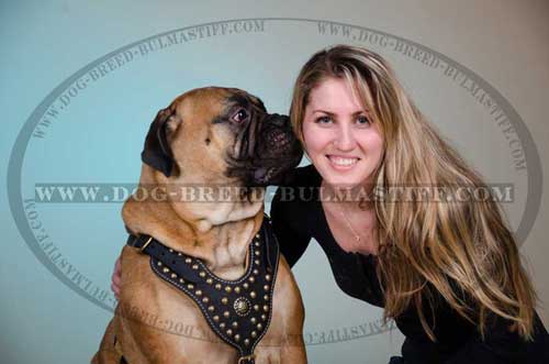 Dog Harness on Bullmastiff