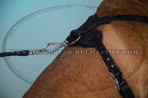 Amazing Leather Dog harness