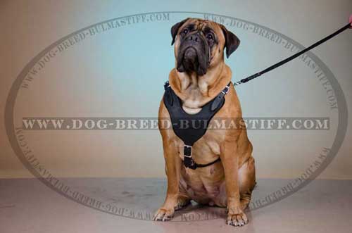 Coll Leather Dog Harness