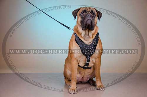 Leather dog harness made of leather for your Bullmastiff