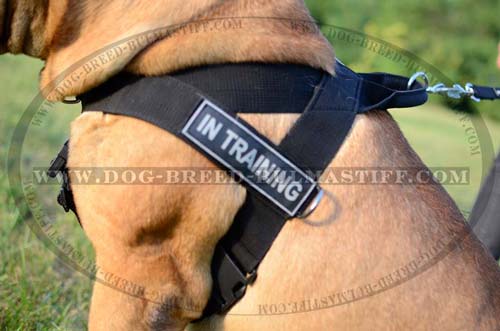 Extra strong dog harness for Bullmastiff breed