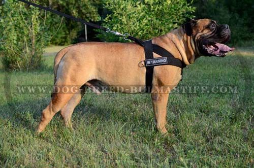 Bullmastiff dog nylon harness