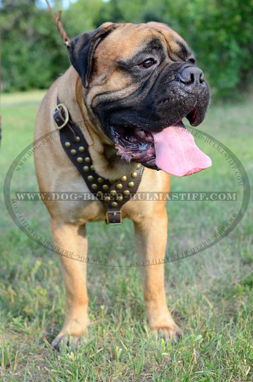 Bullmastiff training harness