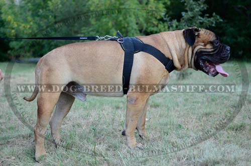 Bullmastiff pulling harness