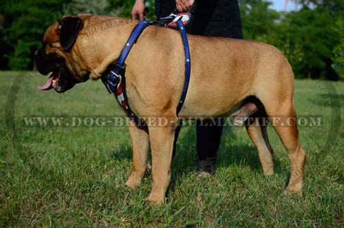 Quality Bullmastiff Harness