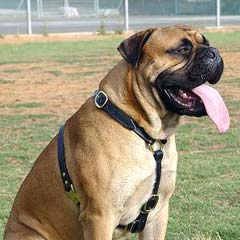 Tracking dog harness for Bullmastiff