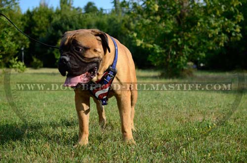 Bullmastiff painted Harness