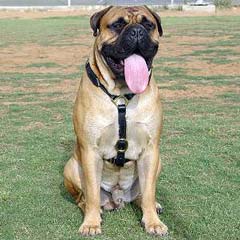 Durable Bullmastiff dog harness leather