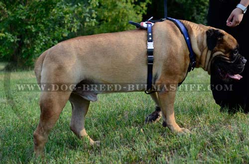 Walking Bullmastiff Harness