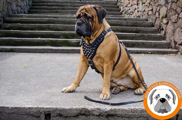 Bullmastiff black leather harness with duly riveted spikes for daily walks