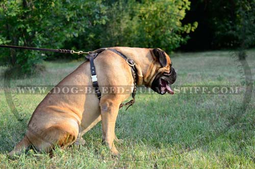 Bullmastiff breed leather harness with decoration 